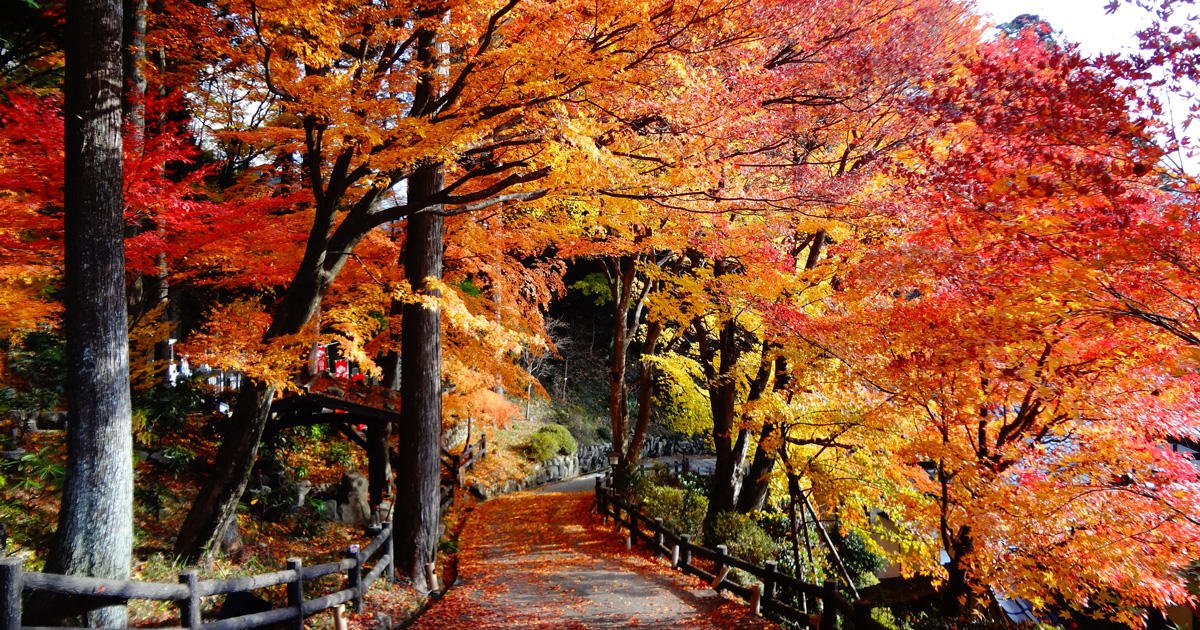 🌳 히가시야마토미나미 공원 이미지 8